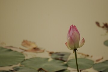pink colored lotus flower bloom in the pond