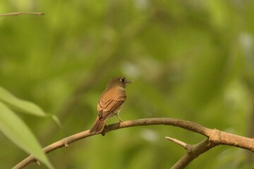 brown or dark breasted flycatcher bird on the branch