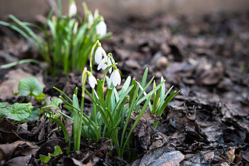 Beautiful white snowdrops sprout through the fallen leaves in the forest