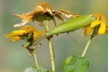   Praying mantis eating caught insect. Place for text