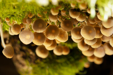 Coprinellus disseminatus , commonly known as  fairy inkcap  or  trooping crumble cap.  Mushrooms on the trunk of a fallen, moss-covered tree. Place for text. Top view.