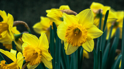 yellow daffodils in spring garden