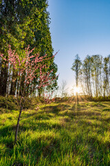 atardecer con rayos de sol entre arboles y flores de durazno HDR