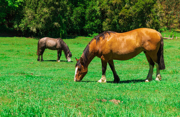 caballos pastando 