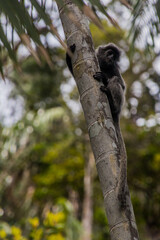 Silvery lutung or Silvered leaf monkey  (Trachypithecus cristatus) in Bako national park on Borneo island, Malaysia