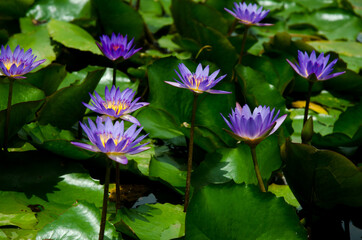 Blossom of waterlily in the sunlight of  tropical pond 