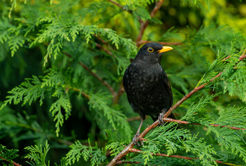 Blackbird, Scientific name: Turdus merula. Close up of an alert male blackbird, facing right  and perching in a green conifer tree.  Leafy blurred background. Horizontal.  Space for copy.