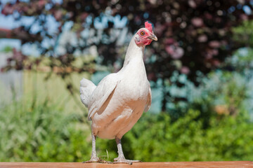 White little chicken stands in summer on the table at the cottage