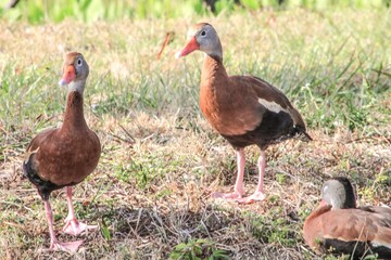 Dendrocygna autumnalis aka Whistling ducks