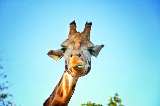 Une girafe qui tire la langue