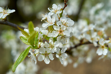 White cherry blossom