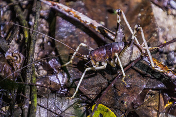 Cricket near Kinabatangan river, Sabah, Malaysia
