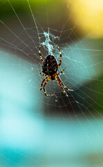 Spider Fall
