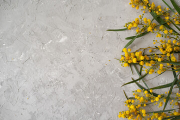 Elegant, sunny sprigs of mimosa on grey background. Spring, joyful and happy mood. Spring is renewal in nature and desire of people for new. Yellow flowers, beautiful card. Banner.
