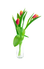 tulips in a glass vase on a white background