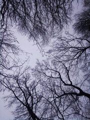 Obraz premium silhouette of a tree