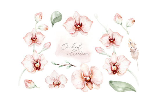 Set of Watercolor illustration Tropical Orchid. Isolated illustration . Exotic blossom flower. Summer tropical bloom. Trendy fabric