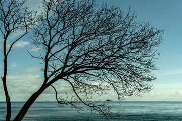 drzewo na brzegu bałtyku