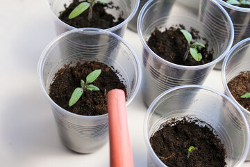 Watering small tomato seedlings in a plastic cups on a window sill, vegetable seed growing indoors for garden usage after