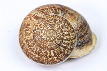 Macro photography of brown snail shell
