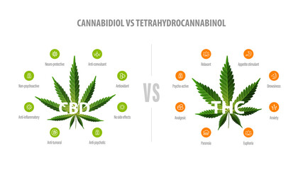 White banner with comparison CBD and THC. CBD vs THC, list of differences with icons and green leafs of cannabis and hemp.