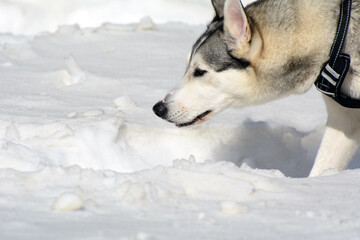 The muzzle of the husky dog is lowered to the snow. Concept husky is on the trail