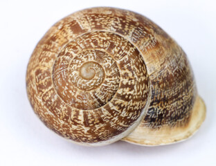 Macro photography of brown snail shell