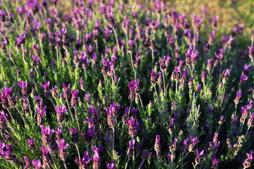 Obraz premium Lavanda florecida