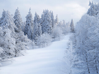 Plaine enneigée bordée de différentes espèces d'arbres et de monumentales sapins, en pleine montagne - Vercors