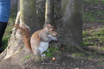 The grey squirrel is wildlife encounter for tourists in central London. Its whiskers found above and below the eyes in front of the throat and on the nose give it information about the world around it