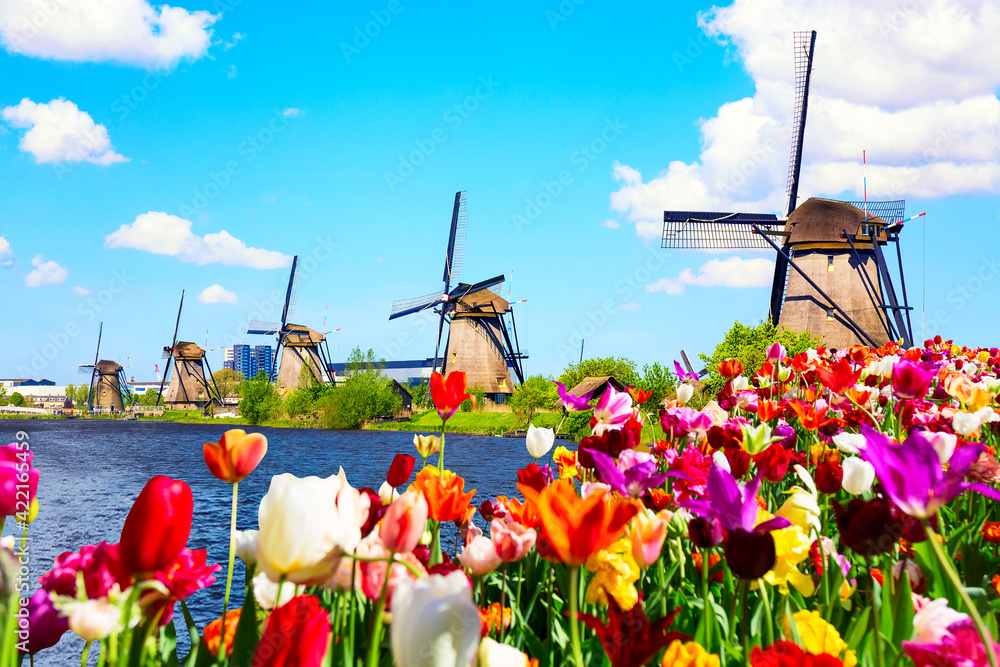 Wall mural Beautiful colorful spring landscape in Netherlands, Europe. Famous windmills in Kinderdijk village with tulips flowers flowerbed in Holland. Famous tourist attraction in Holland