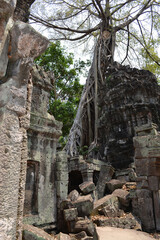 Ta Prohm Temple, near to Siem Reap, Cambodia. One of the most monumental temples on the territory of the Hindu complex Angkor in Cambodia. Located in thick jungle in a dilapidated condition. Roots