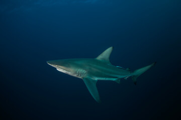 Black tip shark during dive. Sharks in South Africa. Marine life in Indian ocean. 