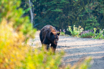Black bear walking on a gravel road