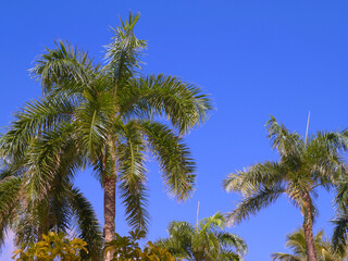 Palm Tree on the beach in old San Juan Puerto Rico