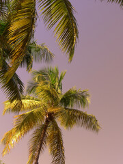 Obraz na płótnie Canvas Palm Tree on the beach in old San Juan Puerto Rico