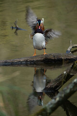 Canard mandarin