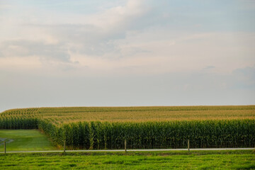 Fototapeta na wymiar Rows and rows of cornfields in Amish Country Pennsylvania