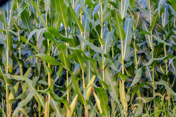 Close-up of Corn stalks in Amish Country Pennsylvania