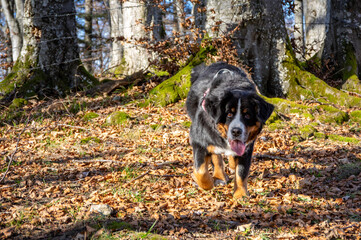 Bernersennenhund im Herbstwald