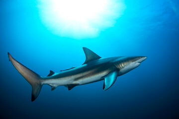 Black tip shark during dive. Sharks in South Africa. Marine life in Indian ocean. 