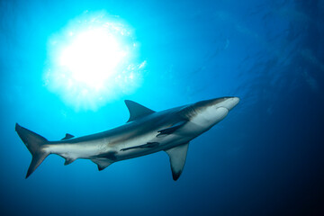 Black tip shark during dive. Sharks in South Africa. Marine life in Indian ocean. 