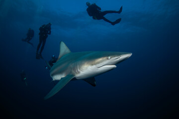 Black tip shark during dive. Sharks in South Africa. Marine life in Indian ocean. 