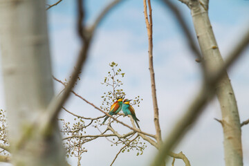 couple of beautiful birds sitting on a large tree
