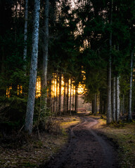 Waldweg zum Sonnenuntergang