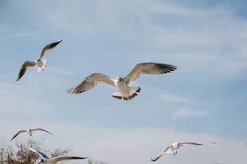 Many beautiful white and gray sea gulls fly against the blue sky, soaring above the clouds on a sunny day. Photography of birds.