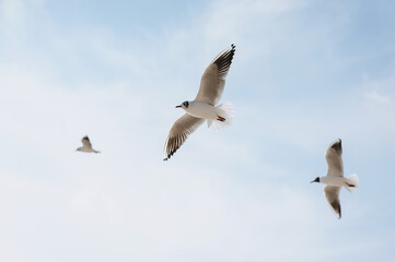 Many white and gray sea gulls fly against the blue sky, soaring above the clouds on a sunny day. Photo of a bird.