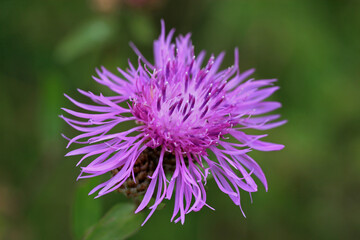 Wild knapweed in the mountains