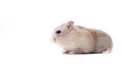 red hamster on a white background