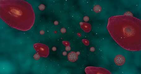 Fototapeta premium Hight concentration Coronavirus disease Covid-19. Animation group of viruses and Red blood cells close up. 3D rendering 3D illustration